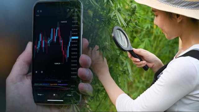 Best Canadian Cannabis Stocks to Watch in September