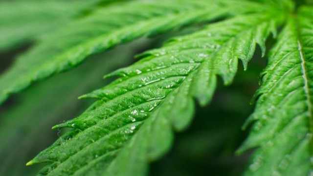 Cannabis ETFs Jump on Imminent Rescheduling News
