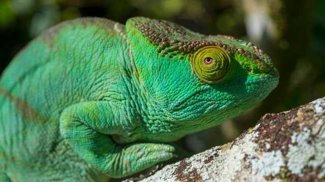 These ‘Chameleon' 9%+ Dividends Will Be The Income Play Of The Decade