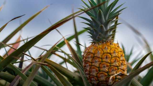 Maui Land & Pineapple Company Is Trading Far Below Its Asset Value