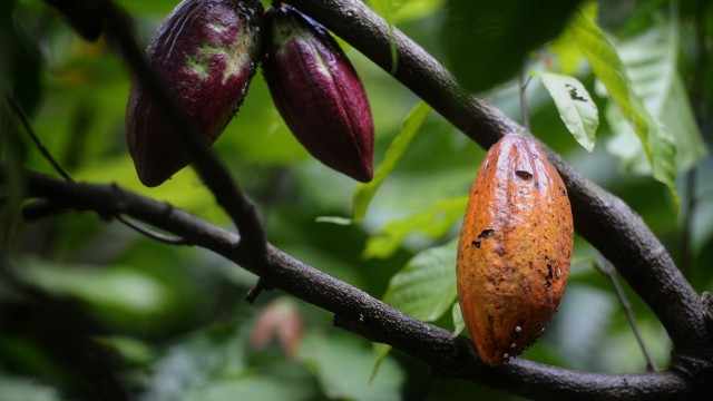 DBA: Well Positioned To Benefit From The Cocoa Shortage