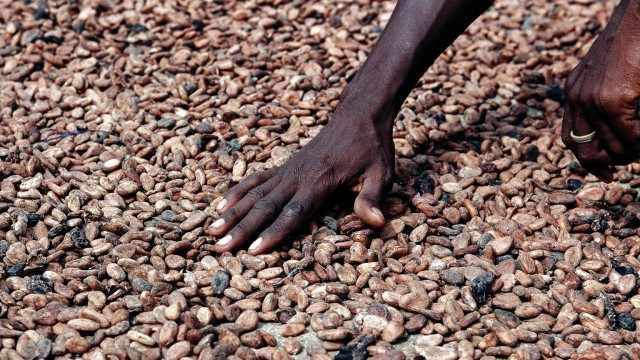 Navigating Cocoa Prices: A Quick Primer On Market Trends And Trading Strategies