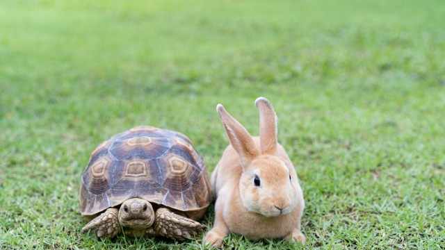 Free Cash Flow Investing: The Tortoise and the Hare