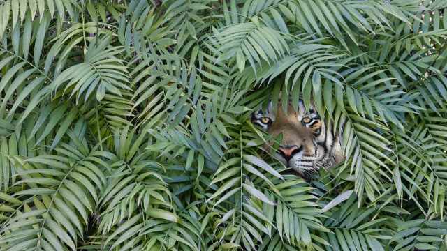 Matthews Pacific Tiger Active ETF: Avoid This Endangered Species