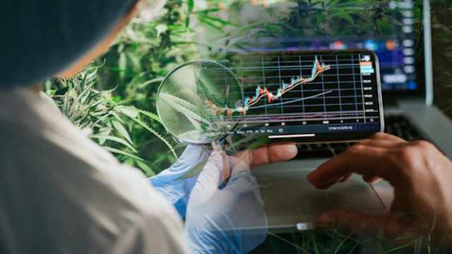 3 Of Today's Top Canadian Marijuana Stock Picks For Investors